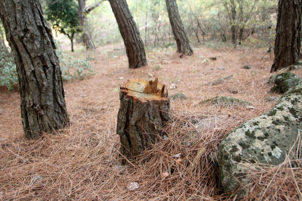 Best Hazardous Tree Removal  in Lamar, CO