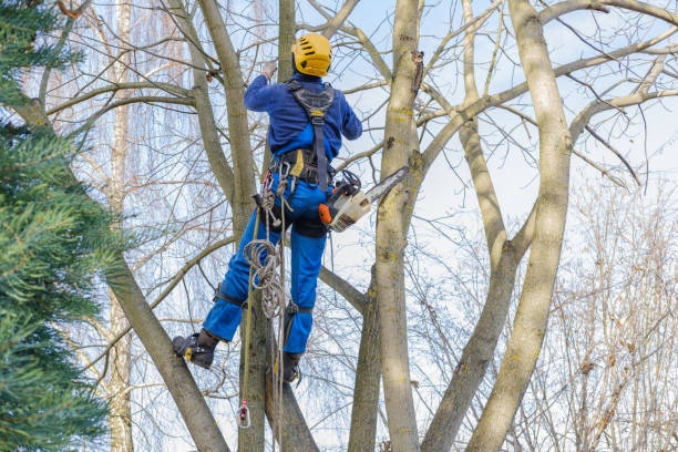 Best Utility Line Clearance  in Lamar, CO